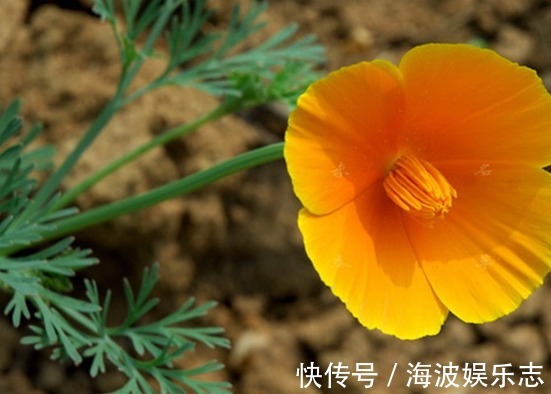 基质|花菱草花苞少教你“几个”小技巧,养护轻松,花开艳丽,美极了