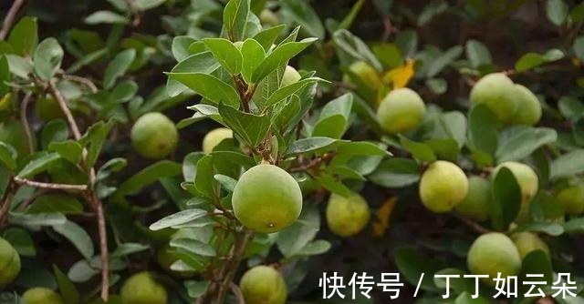 冰粉果|长得像一个秤砣,野外一长一大片,夏季还能拿来做“手搓冰粉”!