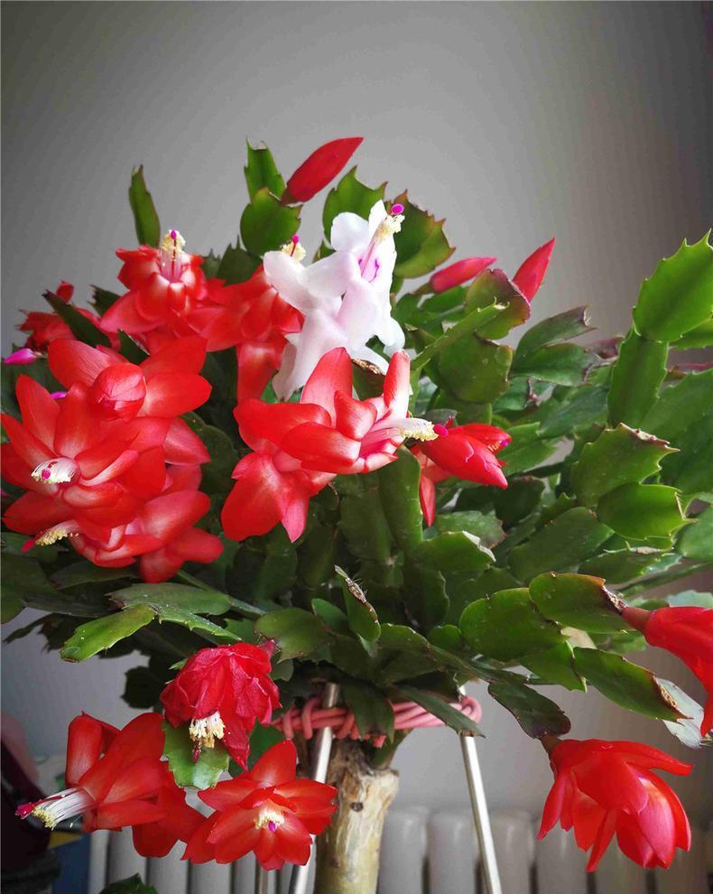 蟹爪兰|八月适合入手“6种花”,好养又漂亮,天气转凉更利于开花