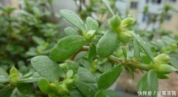 糖尿病|路边最不起眼的一种野菜,其实是糖尿病、心血管疾病最怕的菜!