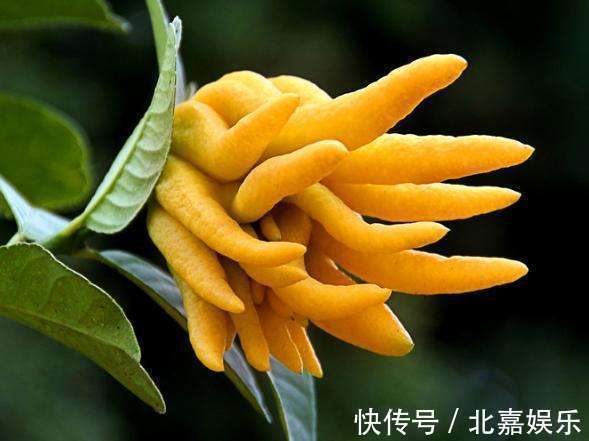 睡眠质量|适合卧室养的3种花，让你一觉睡到大天亮，远离失眠