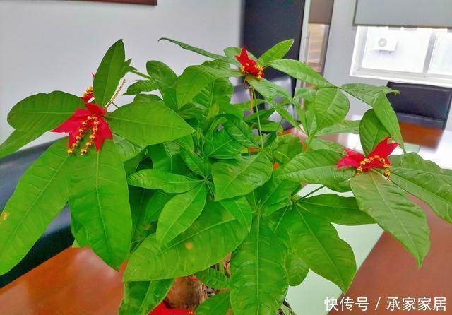 夏天|家里养了这“5种”花的,夏天要少浇水,不然一周内必挂