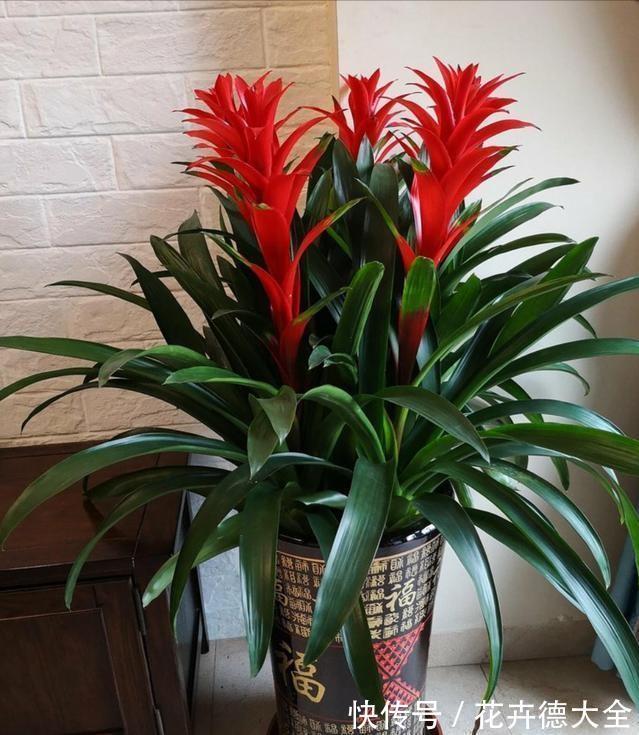 7种“转运花”,家里养一盆,漂亮又吉利,还有好运气