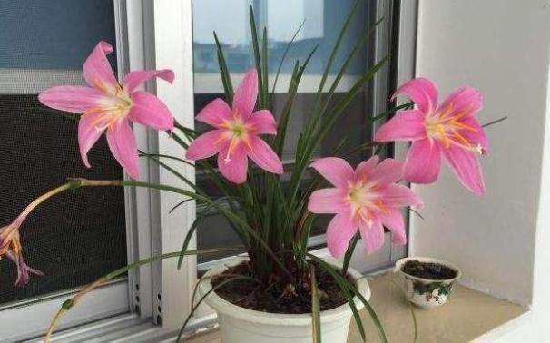 家居养花常见难题黄叶、烂根怎么办学学它轻松对症下药