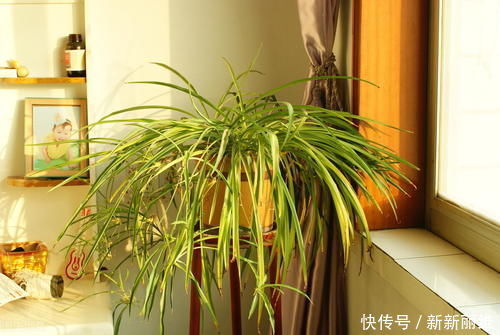 6块钱的吊兰,3年养成老桩,5年变成1棵小树,做好4点就行