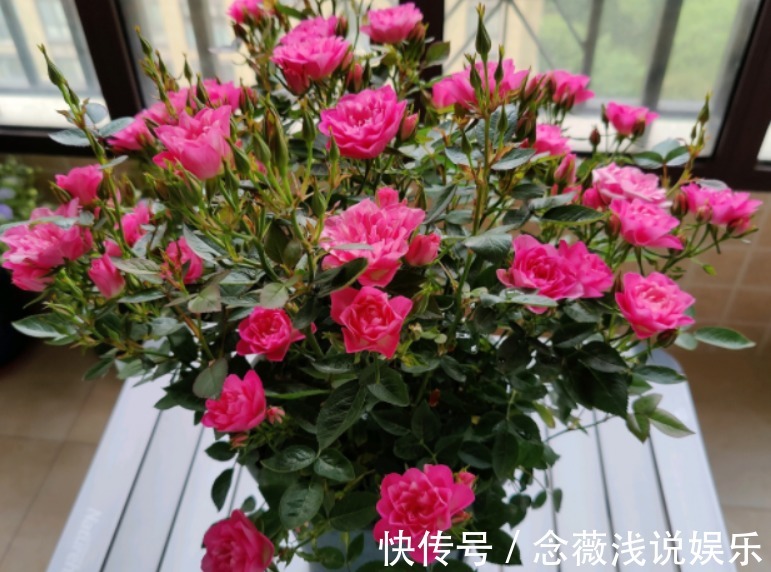 养殖|此花号称“开花机器”,居家盆栽牢记4点,开花繁殖能力特强