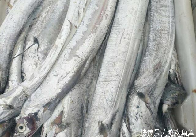 带鱼里吃出一节骨头,像牙齿一样,摸起来硬硬的,你知道原因吗?