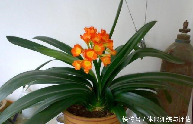 养花别再用自制肥,制作耗时还难闻,用上它养啥都爆满盆!