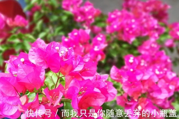 三角梅不开花咋办教你4个“妙招”,20天嗖嗖冒花芽,花开爆盆