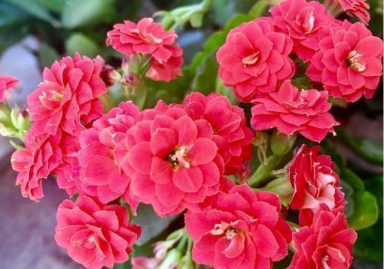 几种花,开花漂亮又好养,颜色丰富,给你一片花海!