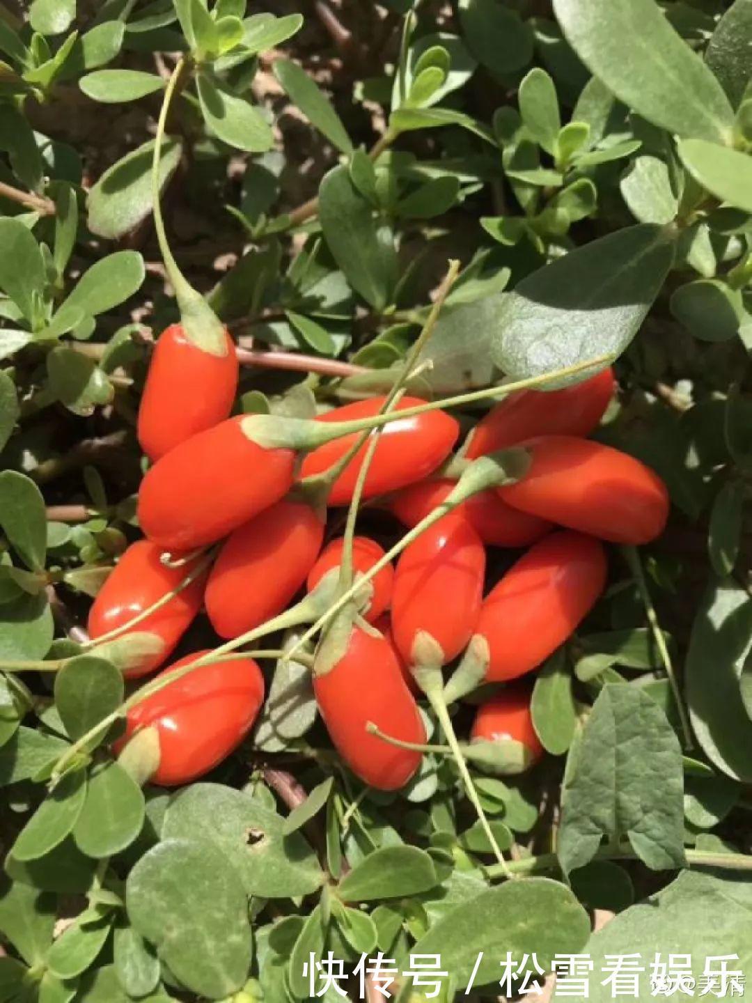 种花|3种花浑身都是宝,能炒菜能煲汤,养在屋里香气飘飘!