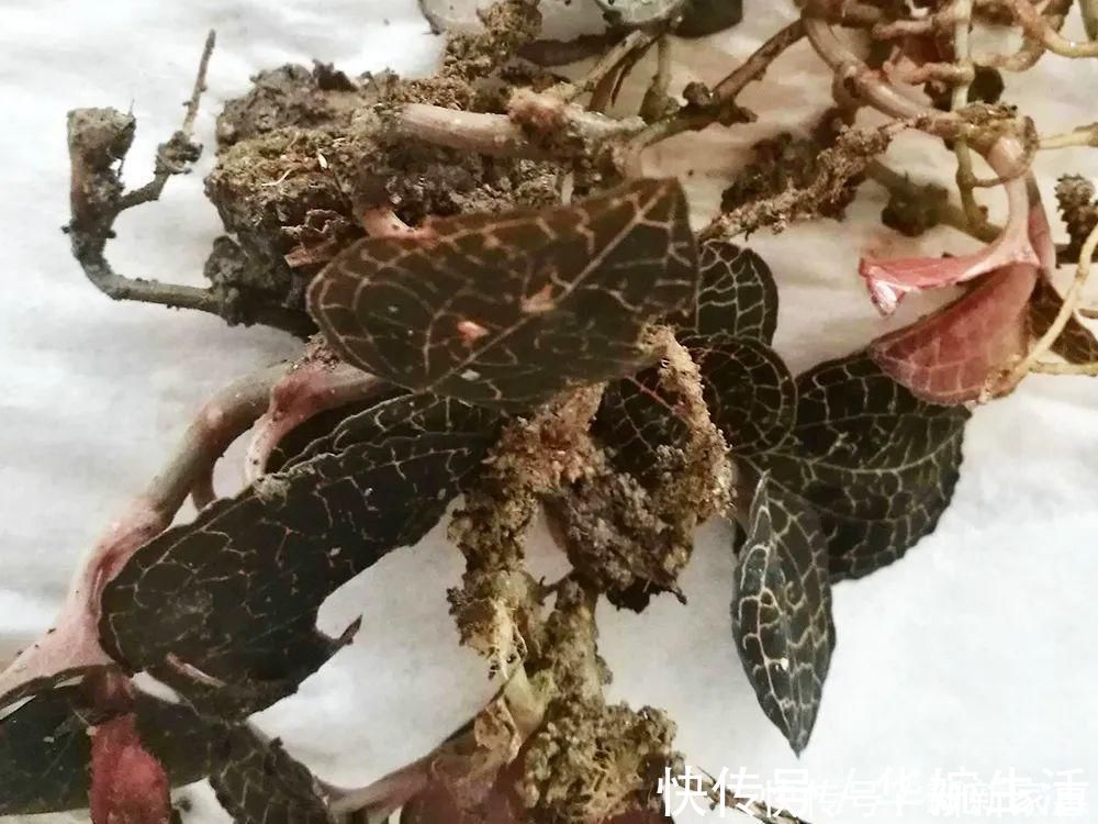 金线莲|此草一斤上千元,在民间被誉为“草中黄金”,真有那么神奇吗?