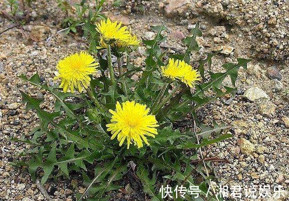 马齿苋|农村见到4种“野菜”，摘回家做菜吃，营养不输苹果香蕉