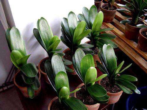 君子兰是“懒汉”，要懒养，不黄叶不烂根，年年开花多，美呆了