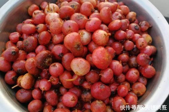 龙葵|8月若在农村度假,这份野果采摘指南送您,吃过3种以上是“大佬”