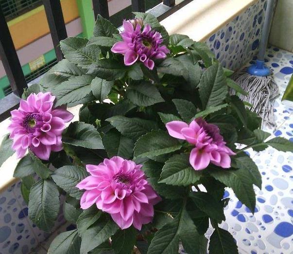 适合夏季养的花,好活易爆盆,花香四溢,好养易活,还可净化空气