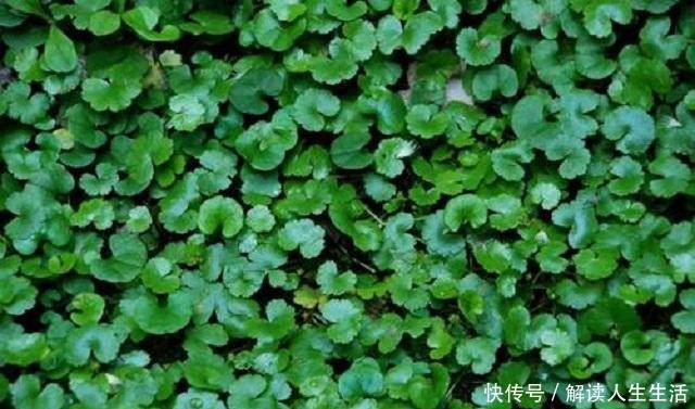 此草貌不惊人，形状似铜钱，扎根大江南北，可惜很多人不知其药效！
