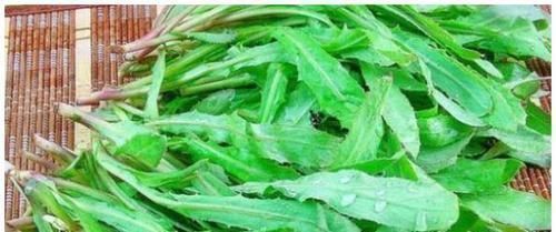 芥末|乡下一野菜,是吸烟者的福音,有很好的解毒效果,能卖50元一斤