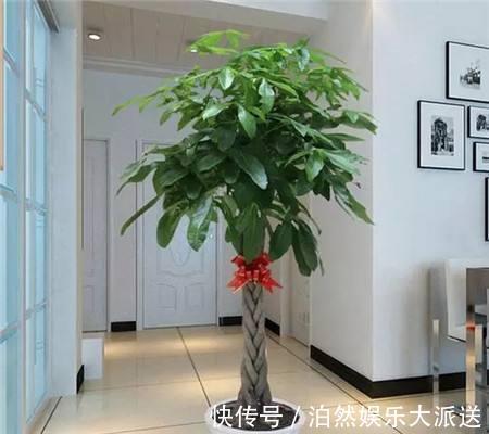 玉树|适宜客厅养的3种耐旱花，30天浇一次，茎壮花爆盆，叶子巴掌大