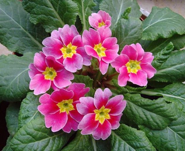 ?家里种这些花朵,花开繁盛惹人爱,养出漂亮花海,值得拥有