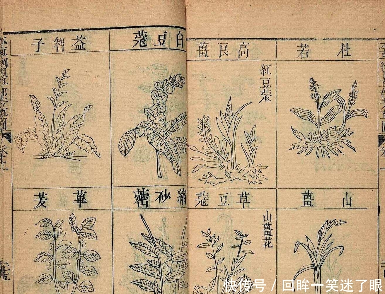  本草纲目|《本草纲目》记载“寡妇床头灰”能有大作用，这是真的吗？