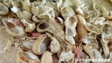 她用一斤花生壳把花养爆盆，四季油绿，花开不停，邻居看了都羡慕