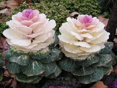 一种“叶牡丹”养家中，既观叶、赏花，又能下锅食用，养了就是赚