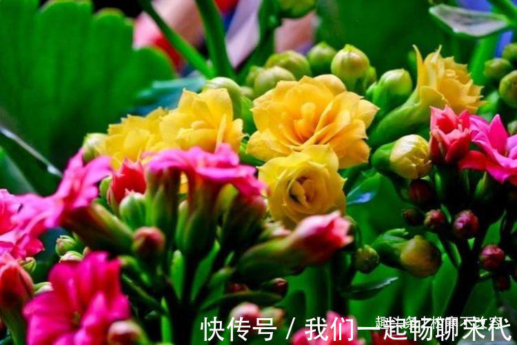 家养此款花卉,浇水越多烂根越快,30天不管,开出漂亮花!