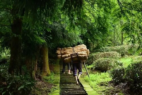 被低估的四川名山：与峨眉山齐名，却拥有七株千年茶树