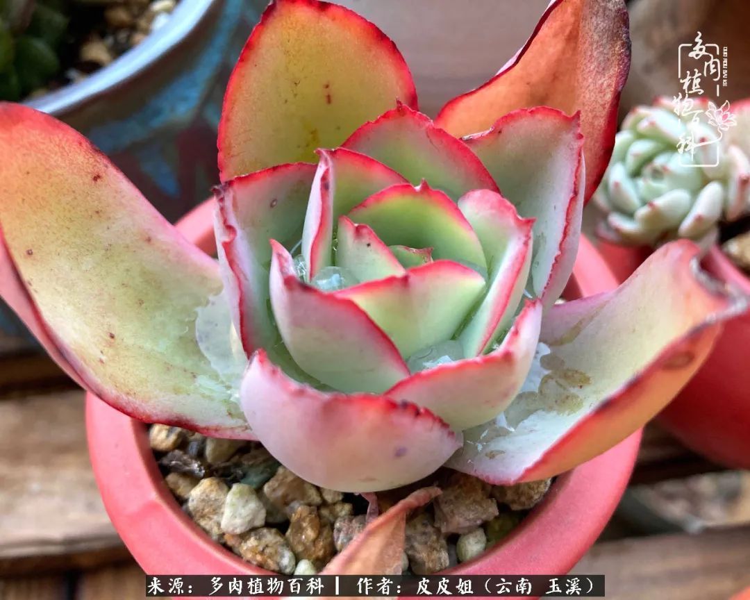 秋黄|柴米油盐的日子,养几盆多肉吧,为生活添几抹色彩!