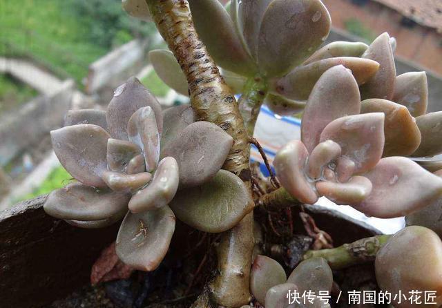 养花|一片叶子就是一盆花,这种多肉叶子沾土就生根,枝条壮实养成老桩