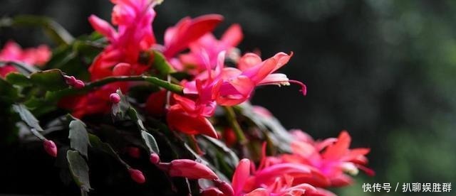 叶片|喂点“甜水”,蟹爪兰不烂根不黄叶,还开满盆花