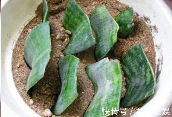 长寿花|别再浪费钱买花了,这些花掰片叶子就能长一大盆,省下好多钱!