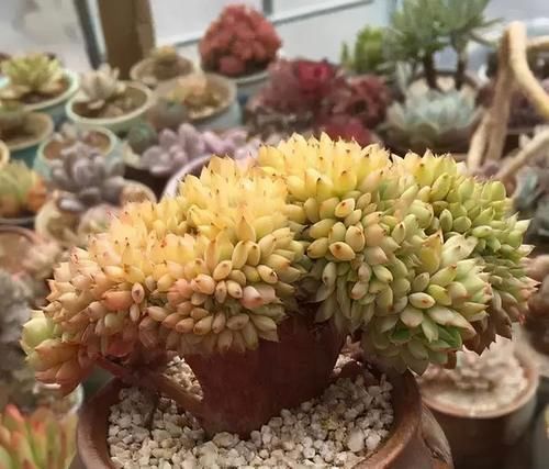 出缀化感|多肉没状态，三动作“虐一虐”，催出缀化感，养成老桩值上万块