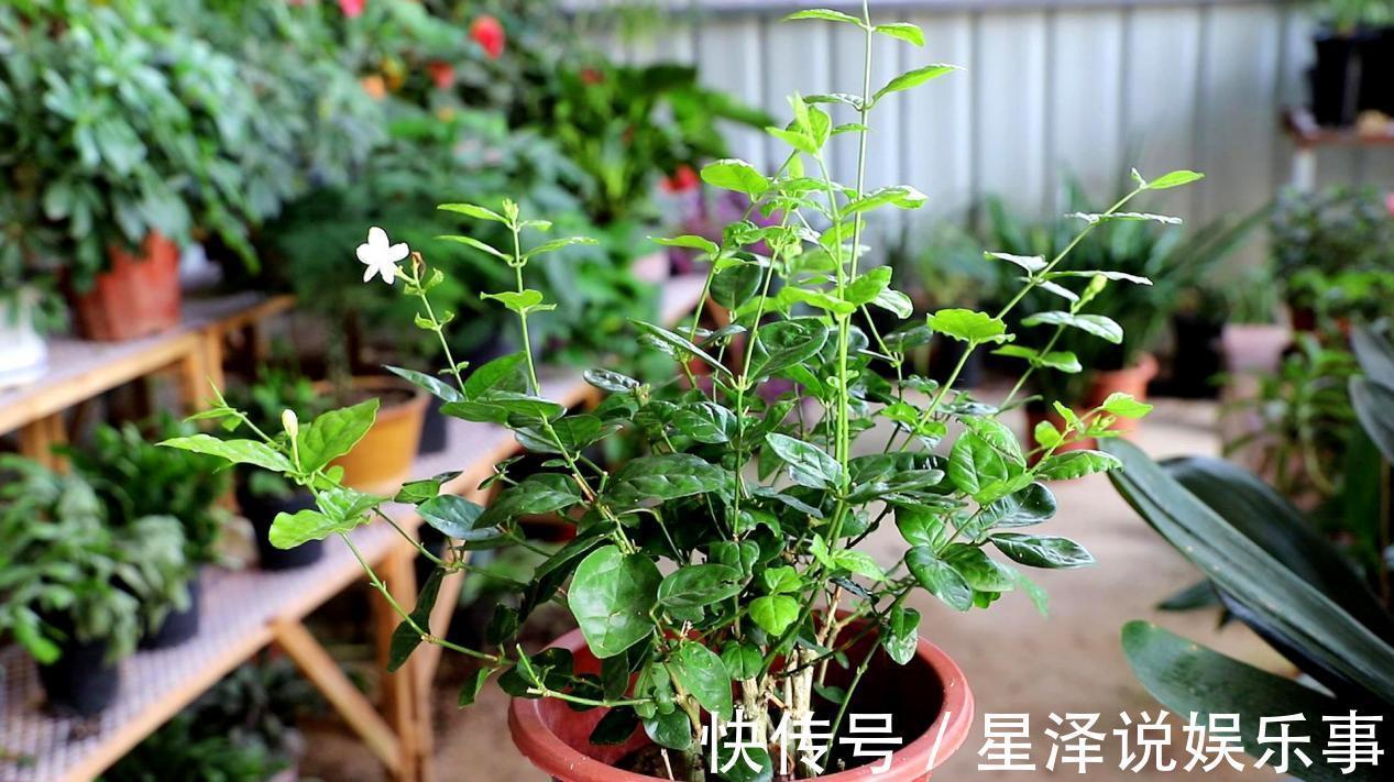 茉莉花|这5种盆栽，不止有观赏价值，还能食用药用，好养又漂亮