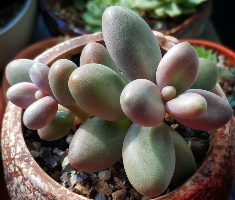 成长|与多肉一起走过的日子，见证多肉的成长过程！