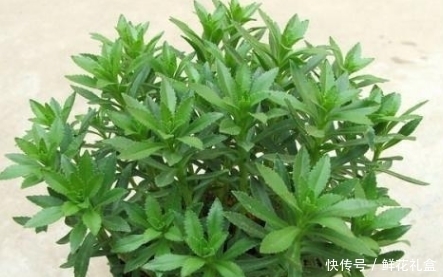 生命力|鄉(xiāng)下山坡的野草，傳說用金子也不換，吃它對(duì)心臟病有不錯(cuò)的療效