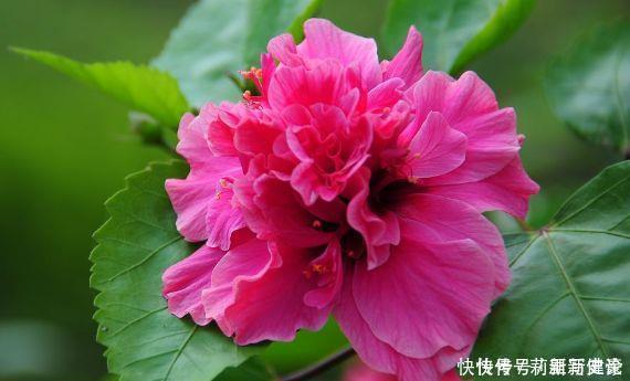 适合懒人养的花,一年开花200天,对待新手很友好四季绚烂