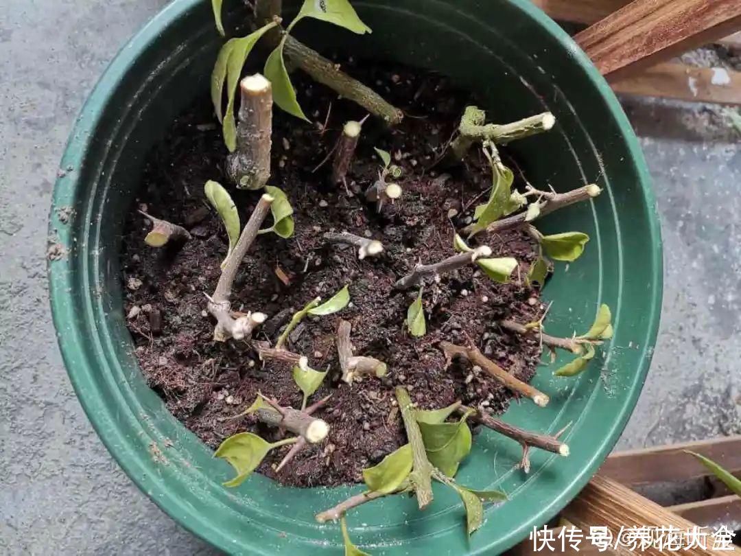 7种“落地生根”花，春天多插几棵，成活率特别高