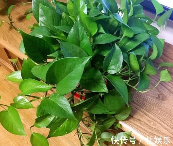 养绿萝、铜钱草,学会关键1招,叶子油绿长得旺,呼呼爆成绿瀑布