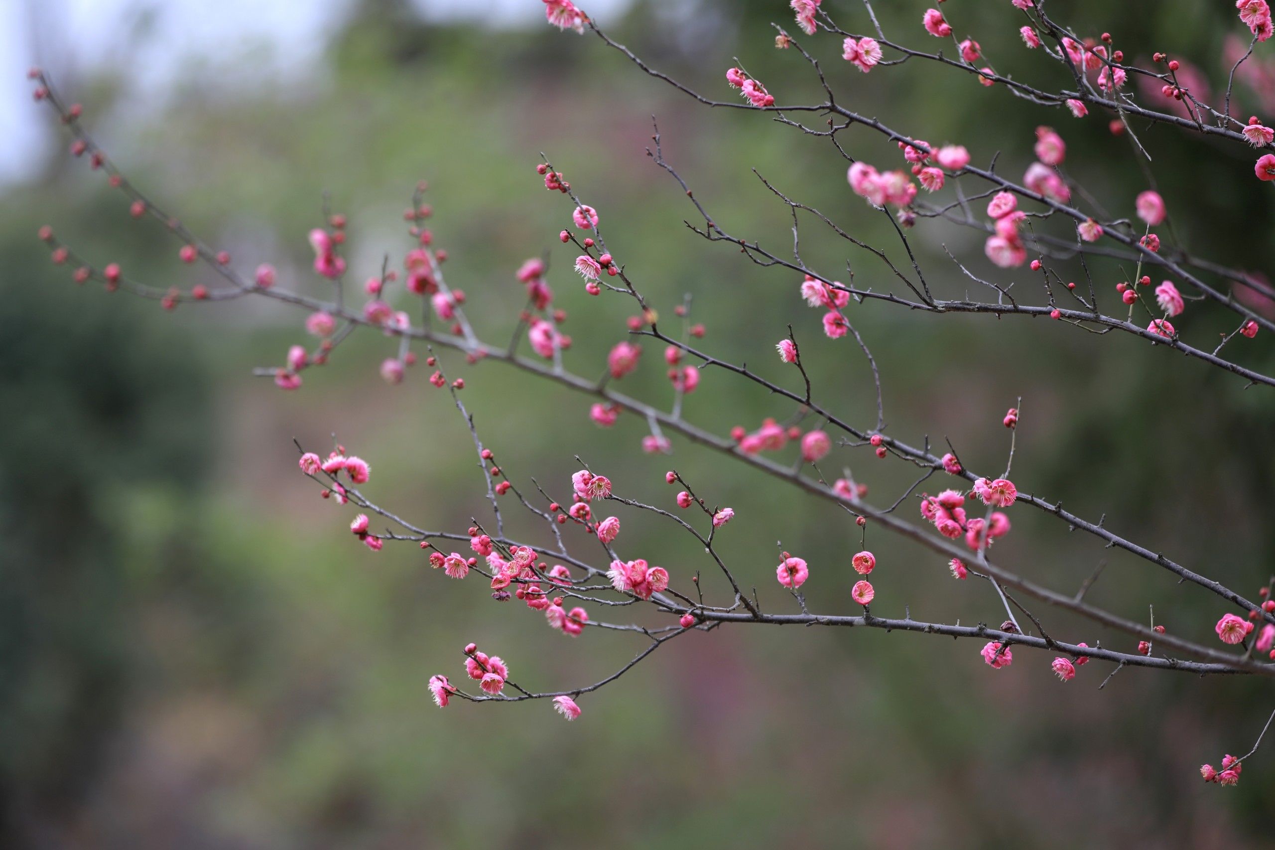 梅花盛开