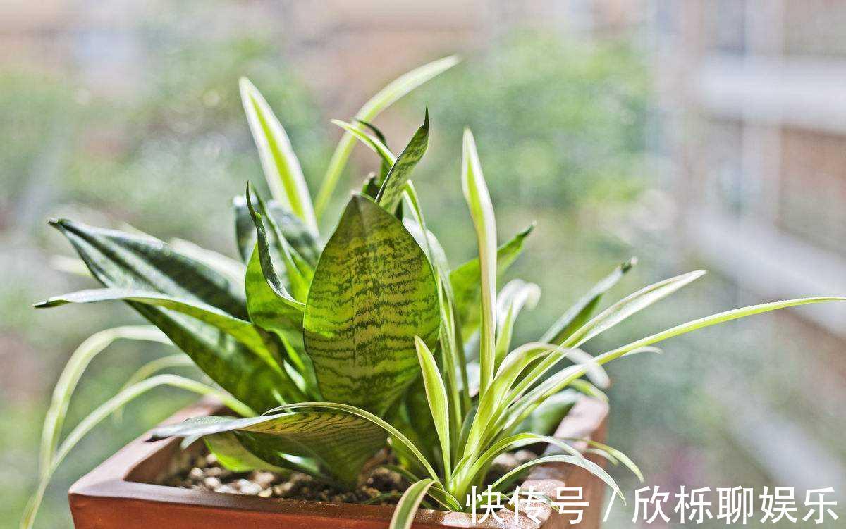 花农的张姨说,此”花“比绿萝、吊兰好看又好养,净化空气没得说