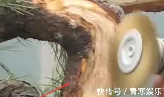 舍利|白骨森森,的舍利松树盆景图解,10图10个步骤,为大家解惑