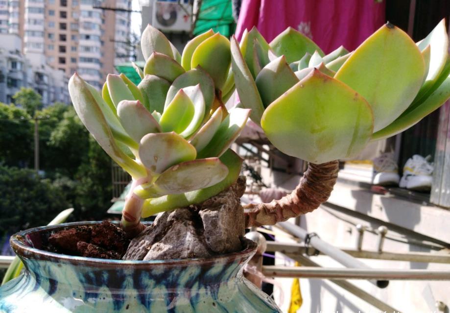 多肉|多肉白凤特别耐热,纯露养都能顺利度夏,还能培养成漂亮的悬崖桩