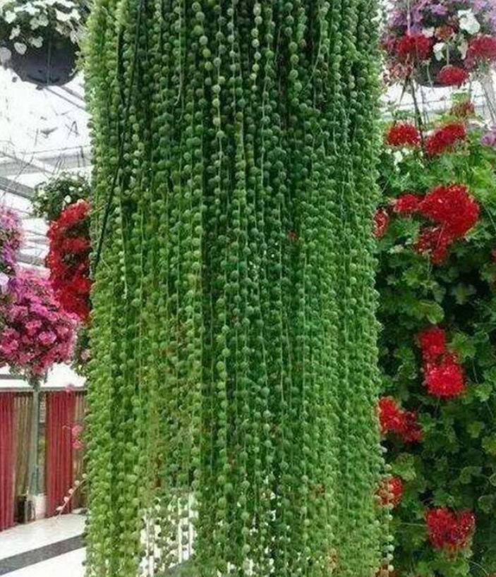 4种花很漂亮，好养易活能爆盆，花色艳丽，花开枝繁叶茂，美