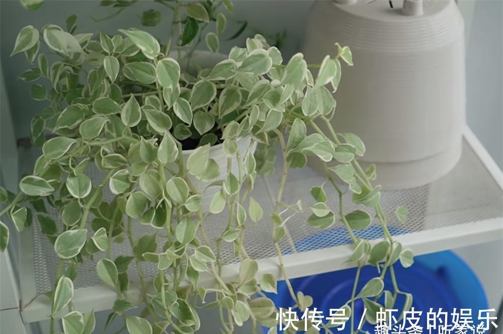 宁达|80后夫妻“穷装”24㎡蜗居,家虽小却坚持收拾,入住3年干净如新