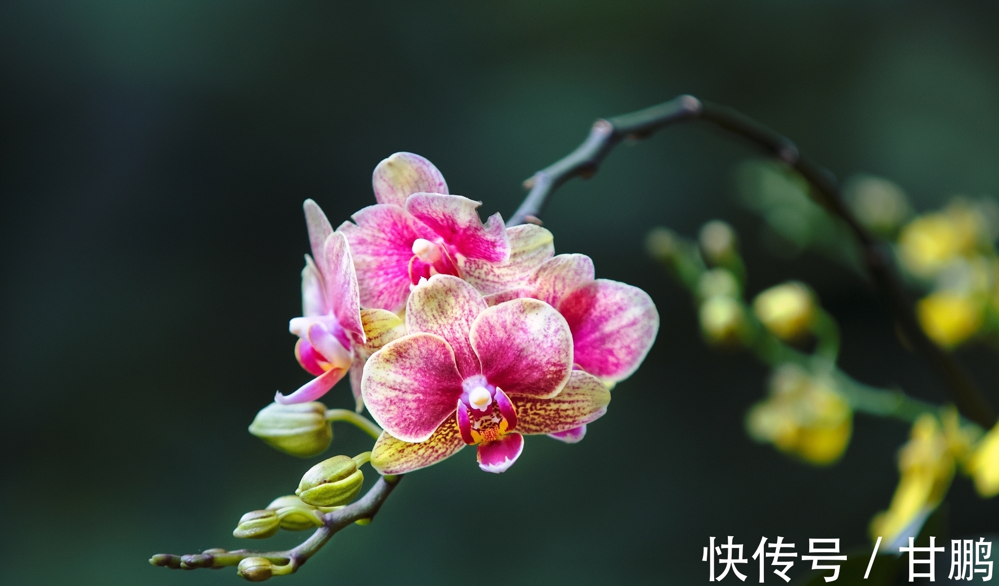 萧艾!五言绝句◆空谷幽兰