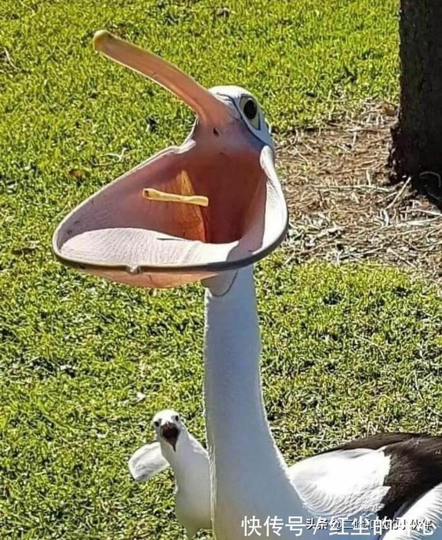 |网友分享的25个奇怪而搞笑的事情,你看过几件?