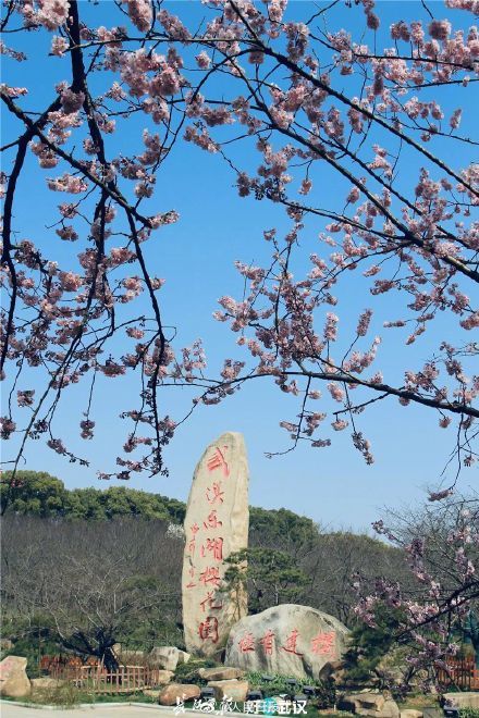 期盼的春天如约而至！武汉樱花如约绽放