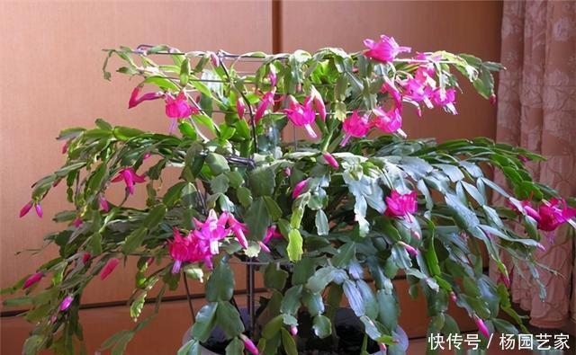 天冷后,这几种花就得“穷养”,不施肥、少浇水,越长越旺